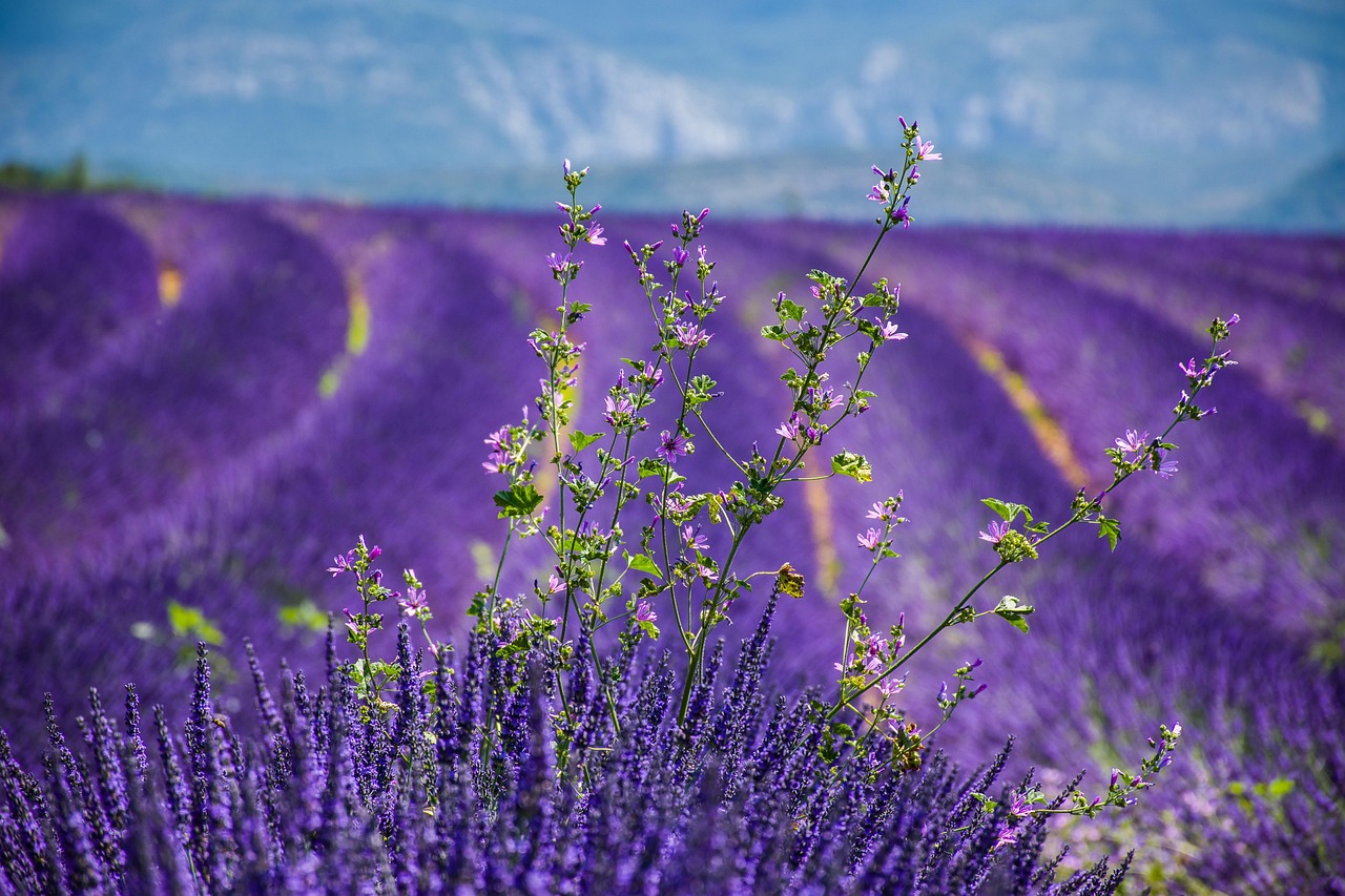 lavender